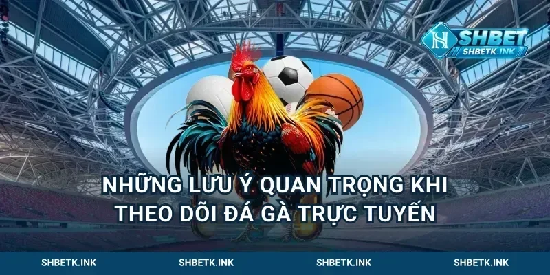 Những lưu ý quan trọng trong cách xem đá gà trực tuyến