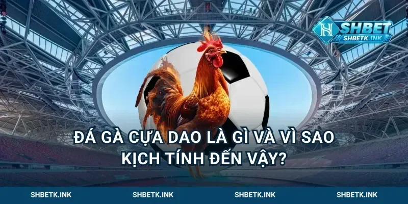Đá gà cựa dao là gì và vì sao kịch tính đến vậy?