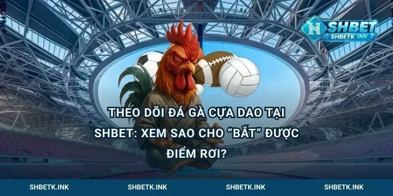 Theo dõi đá gà cựa dao tại Shbet: xem sao cho “bắt” được điểm rơi?