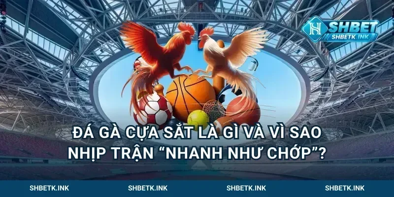 Đá gà cựa sắt là gì và vì sao nhịp trận “nhanh như chớp”?
